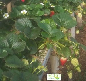 Fresa orgánica, con Agroactivo