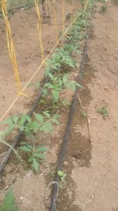 Tomate Roble