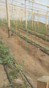 Tomate Roble invernadero