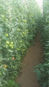 Tomate 90 dias después de transplantado