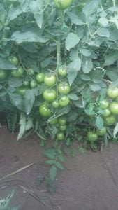 Tomate 90 días después de transplantado