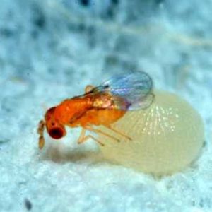 AVISPA PARASITOIDE TRICHOGRAMMA