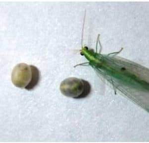 Controlador biologico crisopa