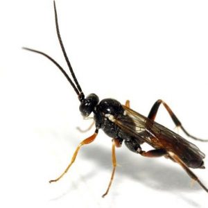 Cotesia flavipes
