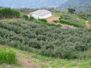 Mora Cultivo