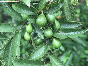 FERTILIZANTE FOLIAR TROPIACTIVO 