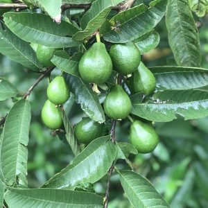 FERTILIZANTE FOLIAR TROPIACTIVO 