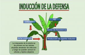Proceso Elicitores