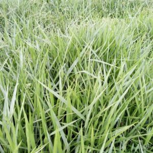 Pasto Brachiaria brizantha Toledo