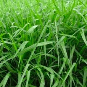 Brachiaria Brizanta Cv Marandu