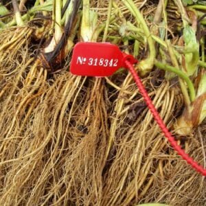 PLANTULAS DE FRESA