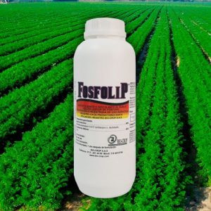 Penicillium janthinellum fosfolip