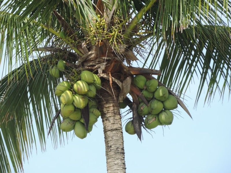 Imagen que contiene árbol, exterior, palma, planta Descripción generada automáticamente