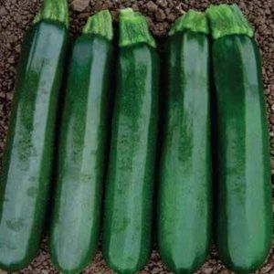 Calabacin amanda f1