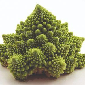 Coliflor navona f1
