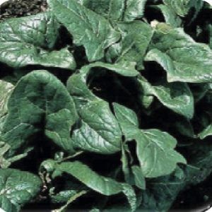 Espinaca 424