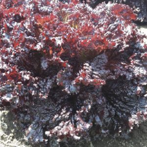 Lechuga falbala