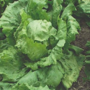 Lechuga altamira