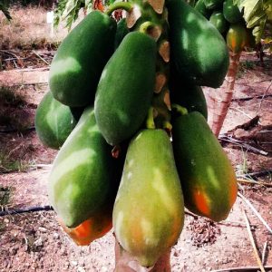 papaya maradona