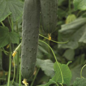 pepino diamante