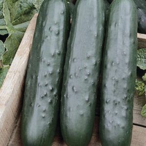 pepino jaguar