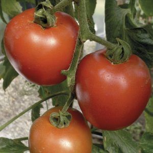 Tomate cumanday