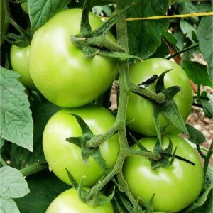 Tomate rendidor