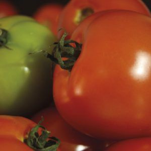 Tomate taurus