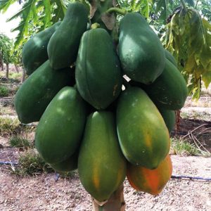PAPAYA BELANOVA