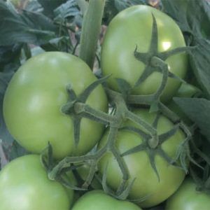 Tomate búfalo F1