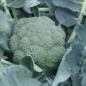 BRÓCOLI CALABRASSE
