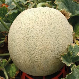 Melón calypso
