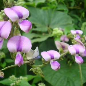 Semilla kudzú tropical