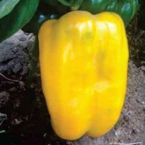 PIMENTÓN FAVOLOR