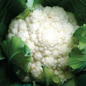 COLIFLOR NEVADA F1
