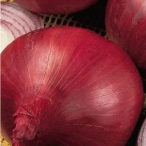 Cebolla red creole