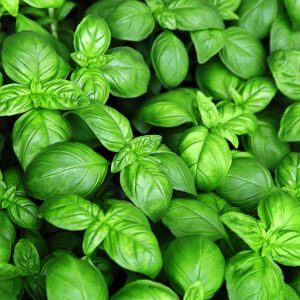 SEMILLAS DE ALBAHACA