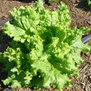 LECHUGA SIMPSON