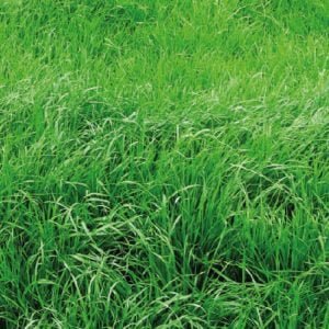 RYEGRASS ANUAL GULF