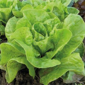 Lechuga grandes lago batavia