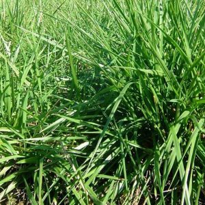 Semilla festuca alta