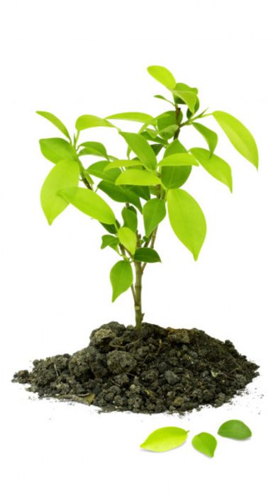 Micronutrientes del suelo