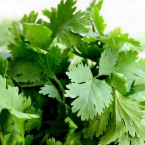 CILANTRO LONG STANDING