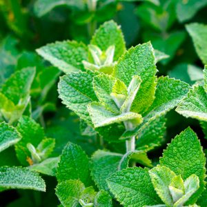 SEMILLAS DE MENTA