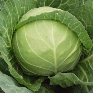 REPOLLO BOLA VERDE