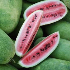 Sandia charleston