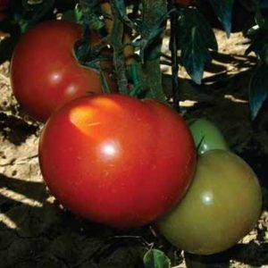 TOMATE PIETRO F1