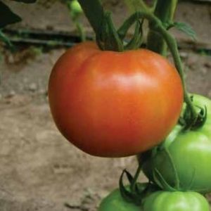 TOMATE KARTIER F1
