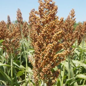 SORGO PASCUERO-FORRAJERO