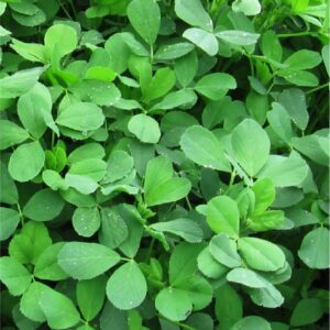 LEGUMINOSA ALFALFA MOAPA 69